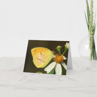 Cartão Sleepy Orange Butterfly Note Card