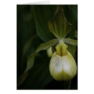 Cartão Slipper 2 Amarelo