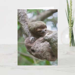 Cartão Sloth Baby with Mother Hanging from a Tree