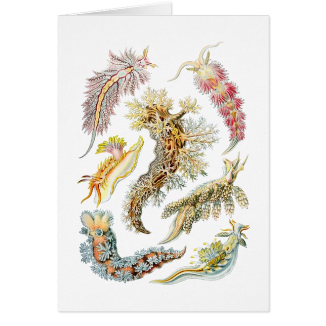 Cartão Slugs de mar (Frente)