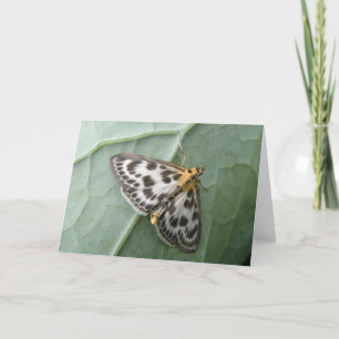 Cartão Small Magpie Moth Greeting Card