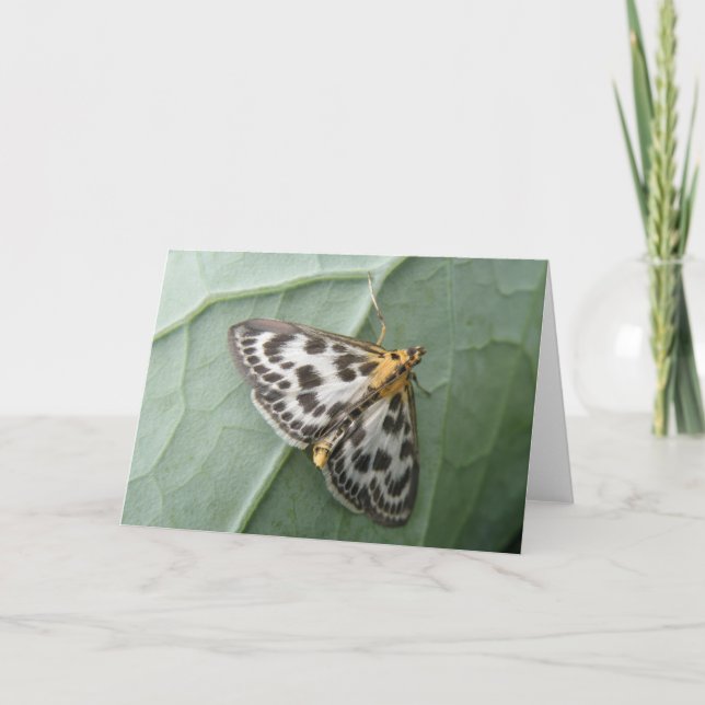 Cartão Small Magpie Moth Greeting Card (Frente)