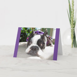 Cartão Smallish Nap... or TWO! Lola B. Boston