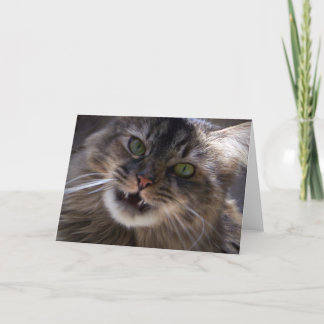 Cartão Smile, Maine Coon Greeting Card (blank)