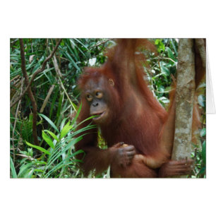 Cartão Smiling Orangutan
