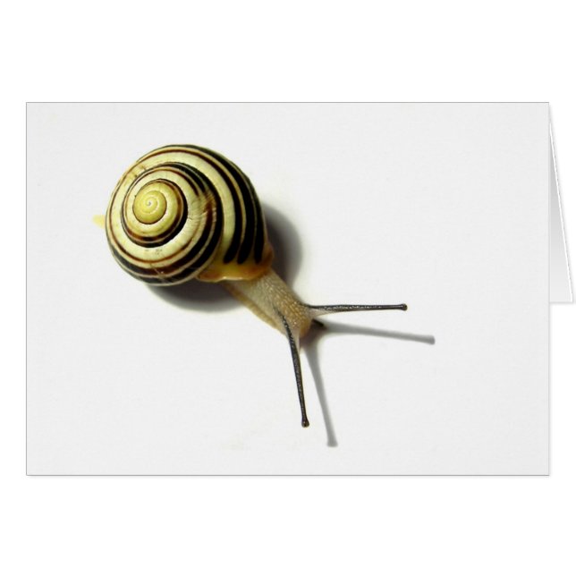 CARTÃO SNAIL DE JUNGLEWALK.COM (Frente Horizontal)