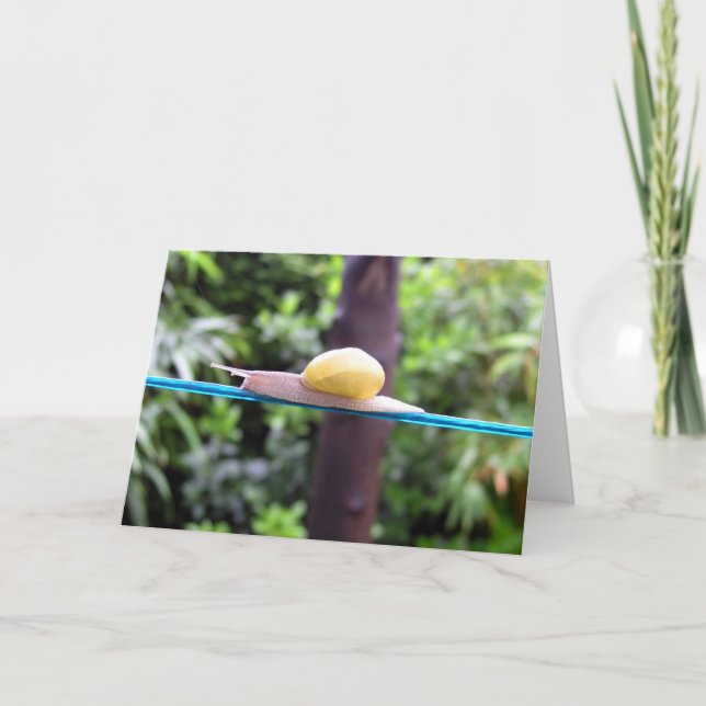 Cartão SNAIL EQUILIBRIST (Frente)