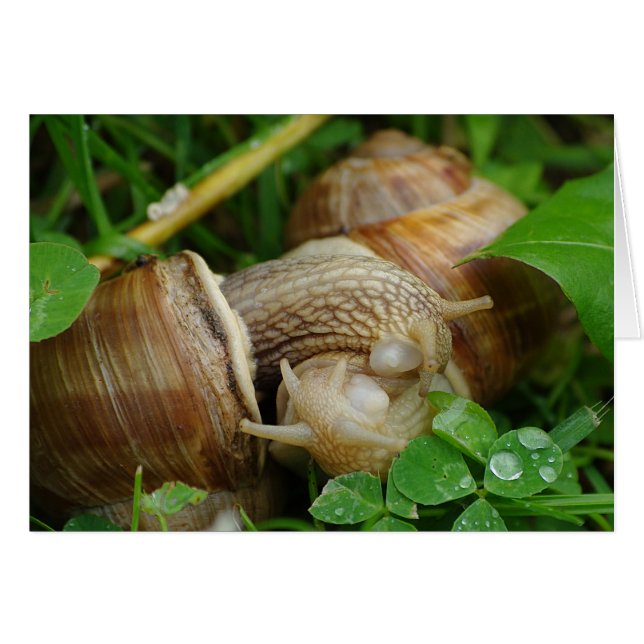 Cartão Snails Love Kiss Card (Frente Horizontal)