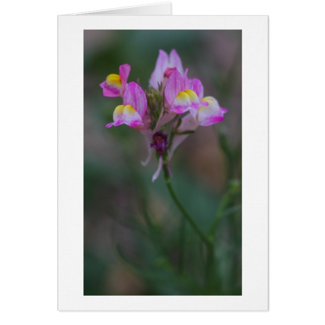 Cartão snapdragões rosa (Frente)