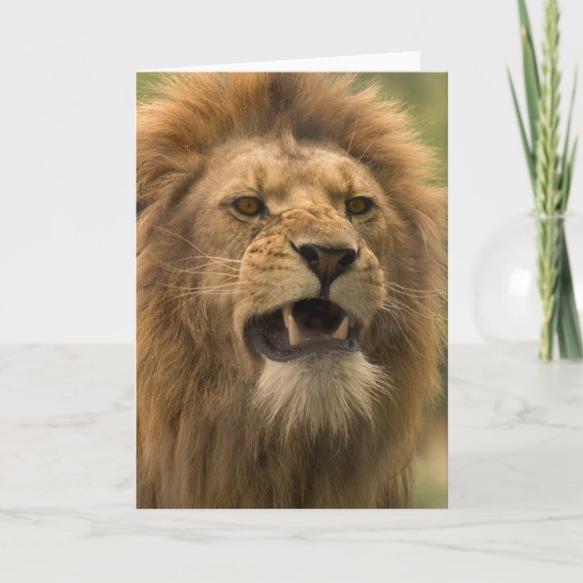 Cartão Snarling lion. Card by cARTerART (Frente)