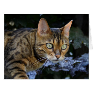 Cartão Sneaking Bengal Cat