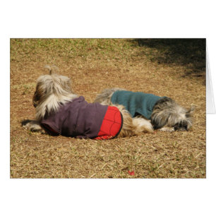 Cartão Snoozing em Nong Khai