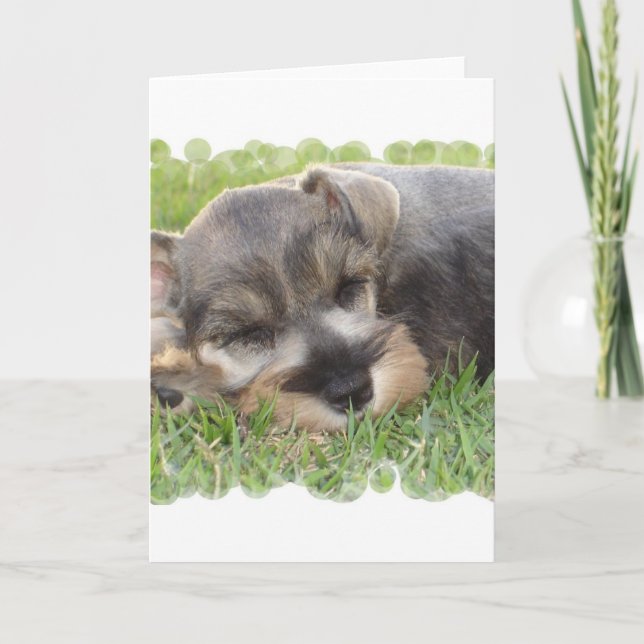 Cartão Snoozing Schnauzer Greeting Card (Frente)