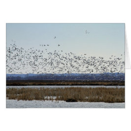 Cartão Snow Geese decolando em Squaw Creek Willife