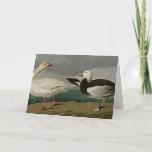 Cartão Snow Goose from Audubon's Birds of America