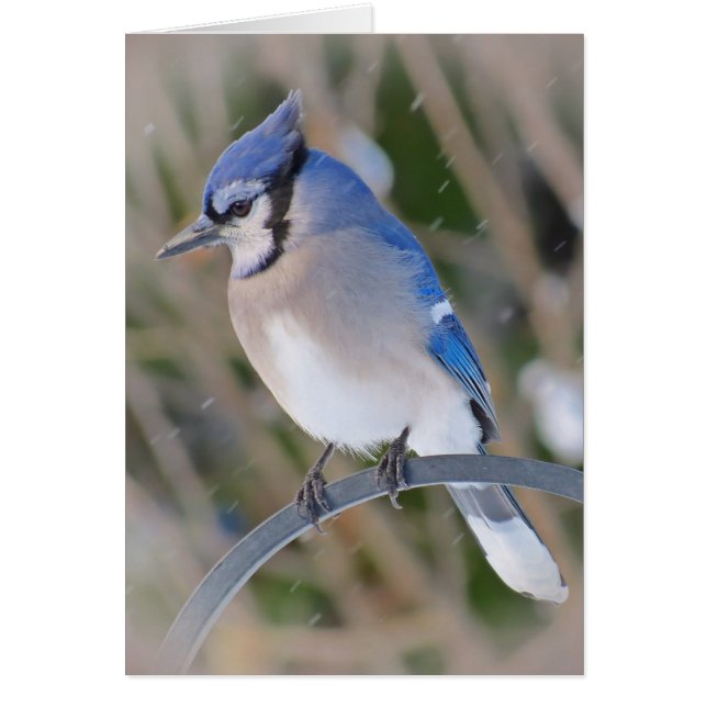 Cartão Snow Jay - Blue Jay Bird (Frente)
