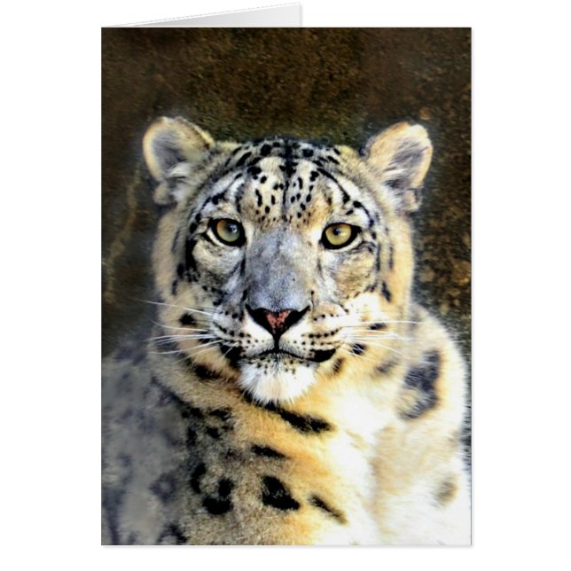 Cartão Snow Leopard (Frente)