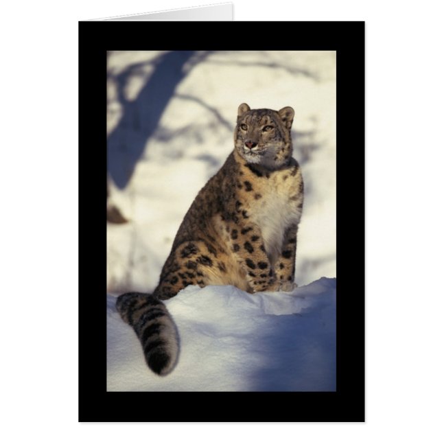 Cartão Snow Lepard (Frente)