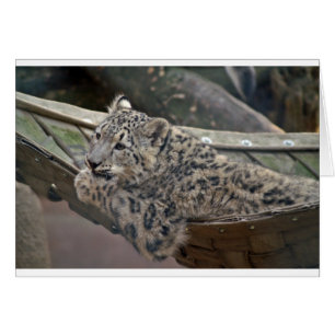 Cartão Snow Lepard