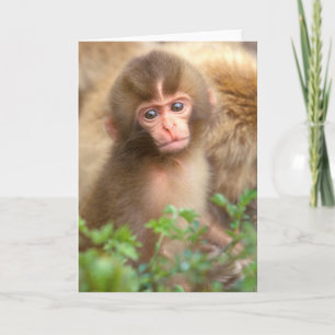 Cartão Snow Monkey Baby Portrait