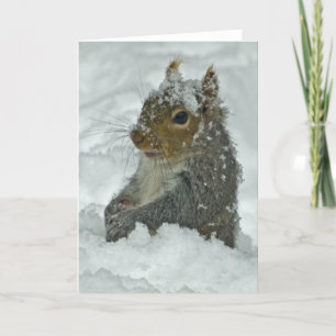 Cartão Snow Squirrel