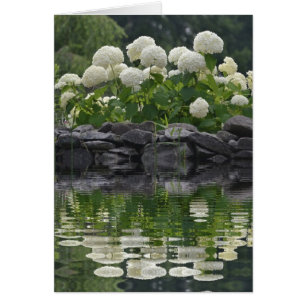Cartão Snowball Bush Hydrangea