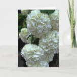 Cartão Snowball Hydrangea 2<br><div class="desc">Several snowball hydrangea flowers</div>