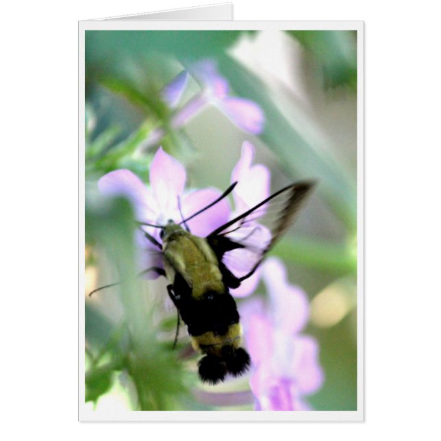 Cartão Snowberry Clearing Hummingbird Moth (Frente)