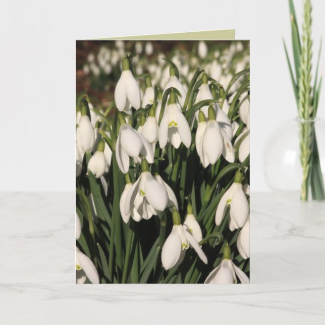 Cartão Snowdrop Card (Frente)