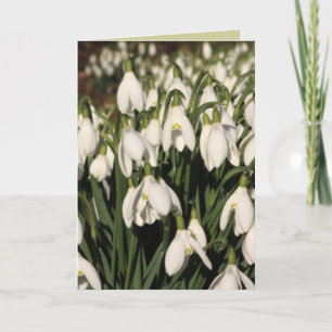 Cartão Snowdrop Card
