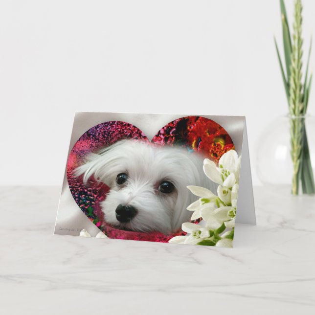 Cartão Snowdrop the Maltese Blank Greeting Card (Frente)