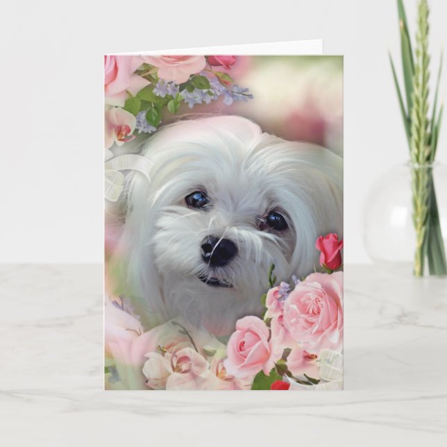 Cartão Snowdrop the Maltese Greeting Card (Frente)