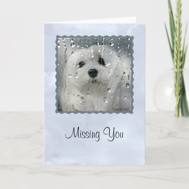 Cartão Snowdrop the Maltese Greeting Card (Missing You) (Frente)
