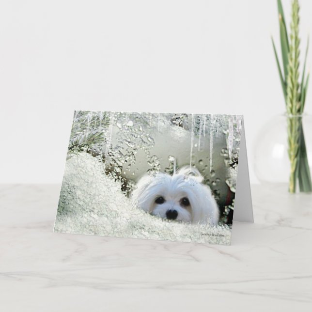 Cartão Snowdrop the Maltese "Thinking of You" Card (Frente)
