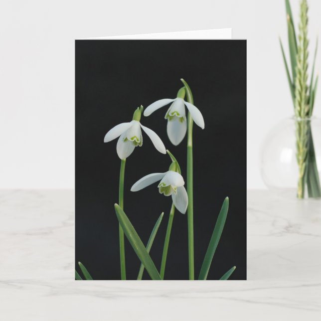 Cartão Snowdrops greeting card (Frente)