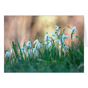 Cartão Snowdrops no primavera