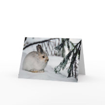 Snowshoe Hare Winter Snow Nature Cena