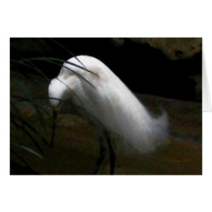 Cartão Snowy Egret