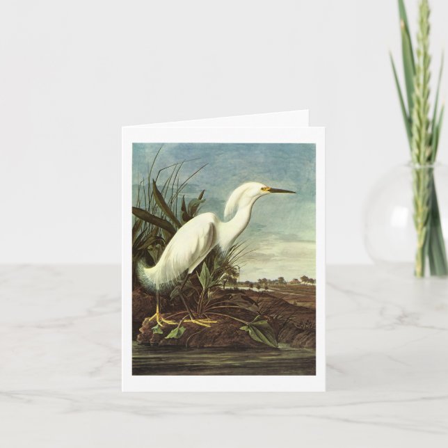 Cartão Snowy Egret, John James Audubon (Frente)