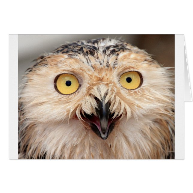 Cartão Snowy Owl (Frente Horizontal)