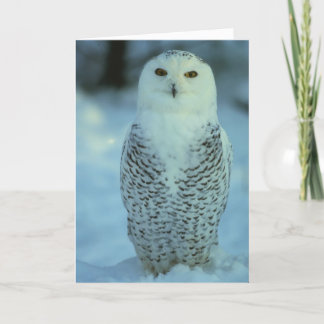 Cartão Snowy Owl