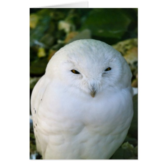 Cartão Snowy Owl (Frente)