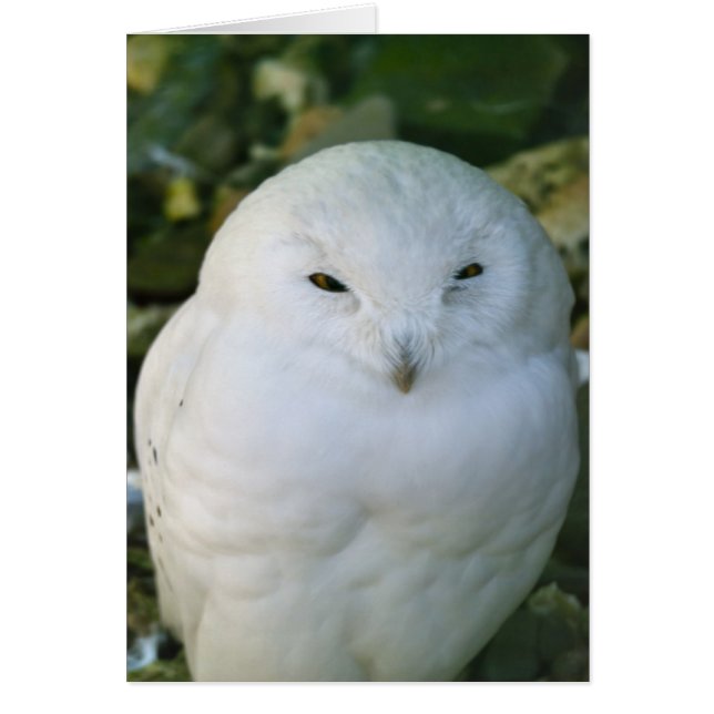 Cartão Snowy Owl (Frente)