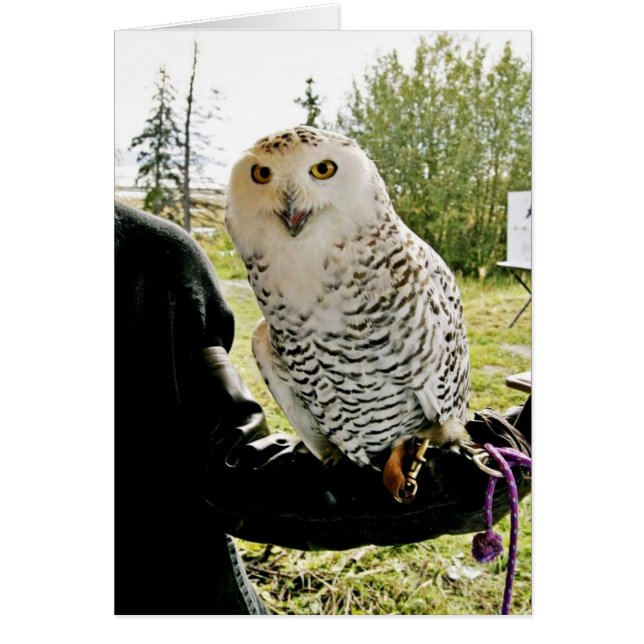 Cartão Snowy Owl (Frente)