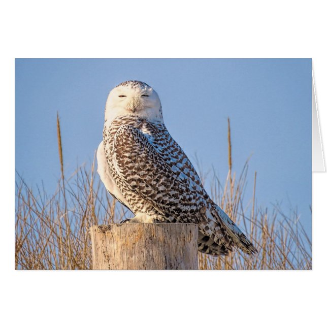 Cartão Snowy Owl (Frente Horizontal)
