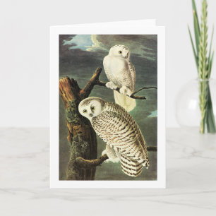 Cartão Snowy Owl - Audubon Fine Vintage Birds America