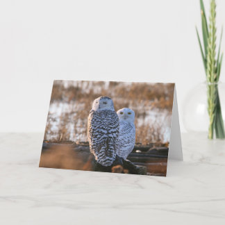 Cartão Snowy Owl Couple