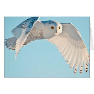 Cartão Snowy Owl em voo
