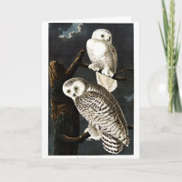 Snowy Owl illustration by Audubon