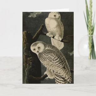 Cartão Snowy Owl, Pássaros da América de John James Audub